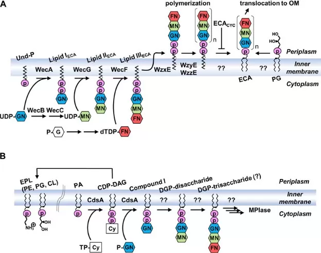 Stepwise ECA assembly on Und-P, transfer to phosphatidylglycerol (ECA_PG), and alternative MPIase route forming GlcNAc-PP-DAG via CdsA/CDP-DAG.